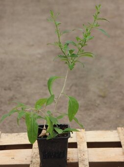 Kustovnice čínská - goji - beztrná odrůda - 3