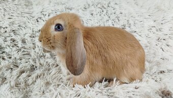 Zakrslý beránek, králíček, králík - RIKI - 3