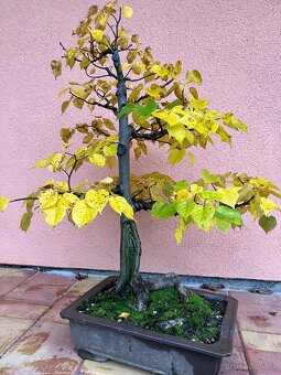 Bonsai, Bonsaj, jamadori, lípa srdčitá - 3