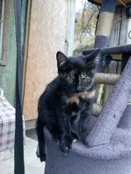 Darujeme 4 kočičky a 1 kocourka - 3