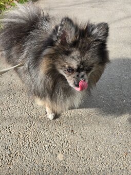 Pomeranian pejsek bez PP - 3