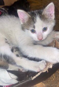 Daruji 4 koťátka - 3