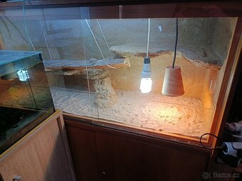 Terárium pro agamu - 3