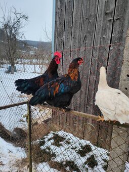 Kohouti dvorkový mix - 3