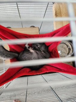 Činčila 1.5 roku - 3