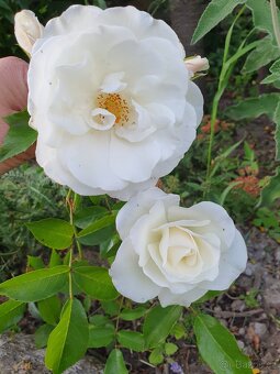 Růže bíla keř - 3