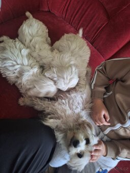 Maltezský psík štěnátka - 3