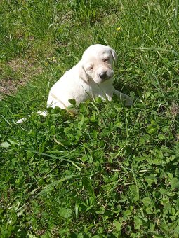 Čistokrevná štěňátka Labradora - 3