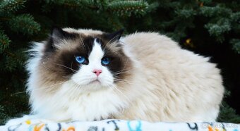 Nádherný kocour Ragdoll s PP - 3