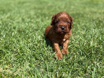 Cockapoo, maltipoo, cavapoo, pudel - 3
