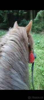 Polský chladnokrevník - 3