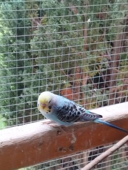 Andulka vlnkovaná - 3