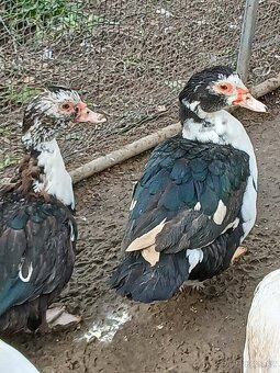 Kachna ruánská - 3