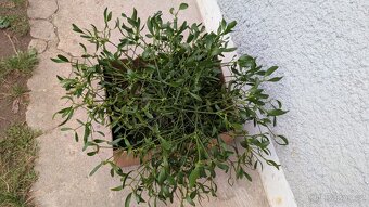 Chvojí, jmelí, větvičky na vánoční dekorace - 3