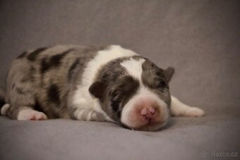 Border Collie s PP / Border Kolie s PP - 3