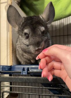 Činčily i s velkou kleci - 3