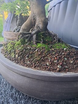 Bonsaj ,bonsai javor - 3