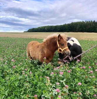 Americký miniaturní kůň - 3