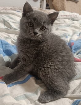 Britská koťata - 3