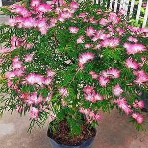 Kaliandra surinamská (Calliandra surinamensis) 'Dixie Pink' - 3