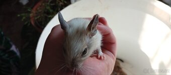 Darování osmáků degu do dobrých rukou - 3