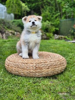 Štěňátka Akita Inu - 3
