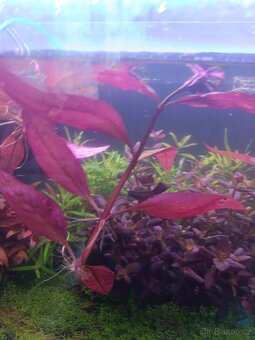 Akvarijní rostliny - 3