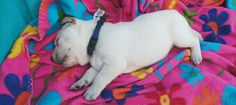 Štěňata labradora - 3