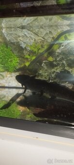 Aqarium značky Diversa - 3