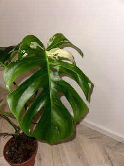 Panašovaná Monstera l Monstera Albo Variegata - 3
