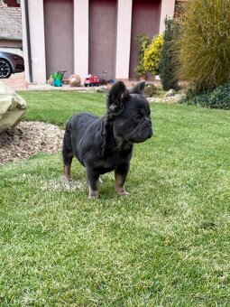 Francouzsky buldoček fluffy big rope fenky - 3