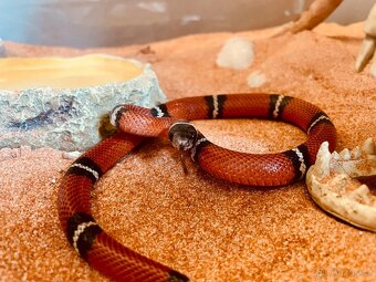 Užovka korálová - Korálovka sedlatá Lampropeltis triangulum - 3