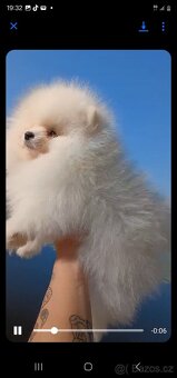 Prodám štěně pomeraniana - 3