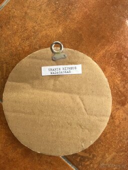 Madagaskarský motýl Urania ripheus ( Chrysiridia rhipheus ) - 3