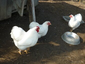 zdr wandotka bílá  NV - 3