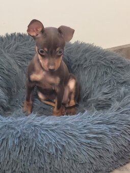 Pražský krysařik - 3