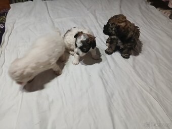 Boloňský psík bez PP - 3