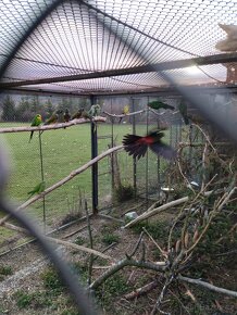 Papoušek patagonský - 3