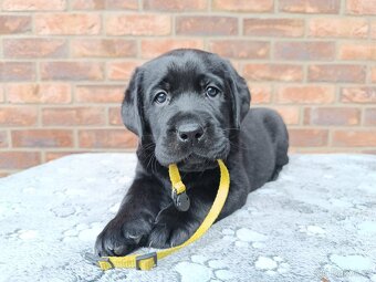 Labrador s PP - 3