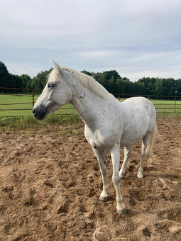 Sportovní pony kategorie B - 3