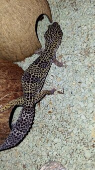Mack Snow het Eclipse 50% het Raptor cross Black Night - 3