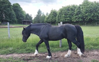 Welsh cob - připouštění - 3
