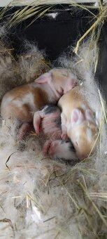 🐰 Zakrslý beránek – mláďata k rezervaci - 3