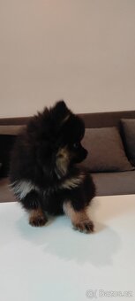 Špic pomeranian s pp štěňata ji - 3