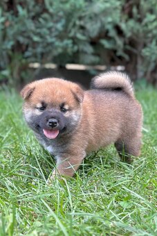 Shiba inu s PP - 3