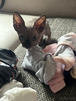 Sphynx - 3