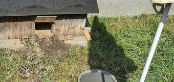 Želva zelenavá a vroubená, mláďata. - 3