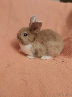 Zakrsly králík Vločka - 3