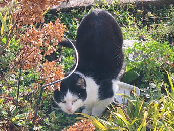 Kočička Nažka - černobílé mazlivé klubíčko - 3