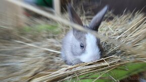 Zakrslý králíček pet mazlíček - 3